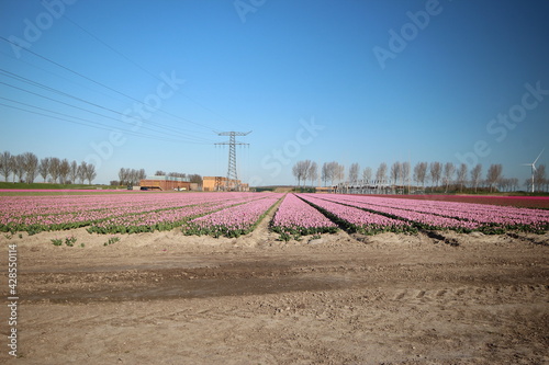 Rows of tulips on flower bulb fields on the island of Goeree Overflakkee