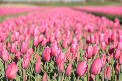 Rows of tulips on flower bulb fields on the island of Goeree Overflakkee