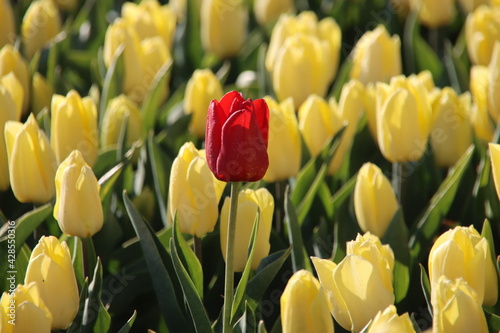 Rows of tulips on flower bulb fields on the island of Goeree Overflakkee