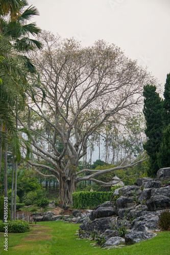 Natural view of a huge old tree in Royal Park Rajapruek, Thaila photo