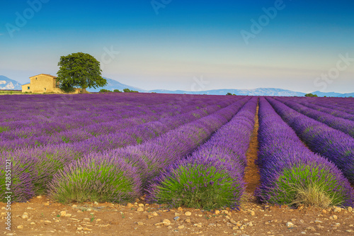 Spectacular purple lavender plantation and rural scenery, Valensole, Provence, France