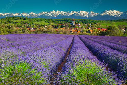 Hosman village with lavender plantation and snowy mountains, Transylvania, Romania