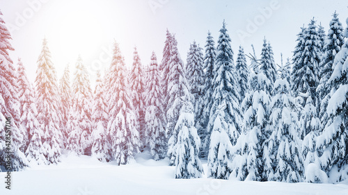 Fototapeta Naklejka Na Ścianę i Meble -  Winter landscape in the mountains, trees covered with snow on a hiking trail.