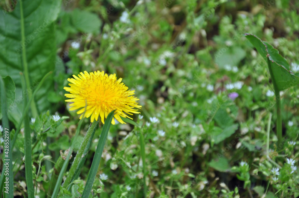 dandelion in the grass dandelion in the grass