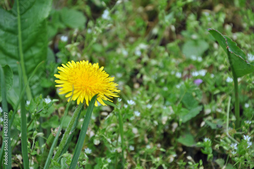 dandelion in the grass © Paul