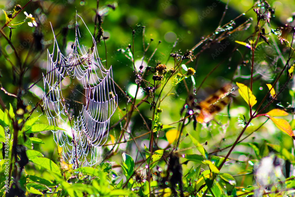 Dew on a spider's web in the Florida Everglades. Dew on a spider's web in the Florida Everglades.