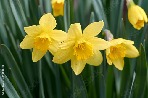 Photo of blooming yellow daffodils