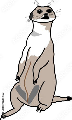Erdmännchen (Illustration)