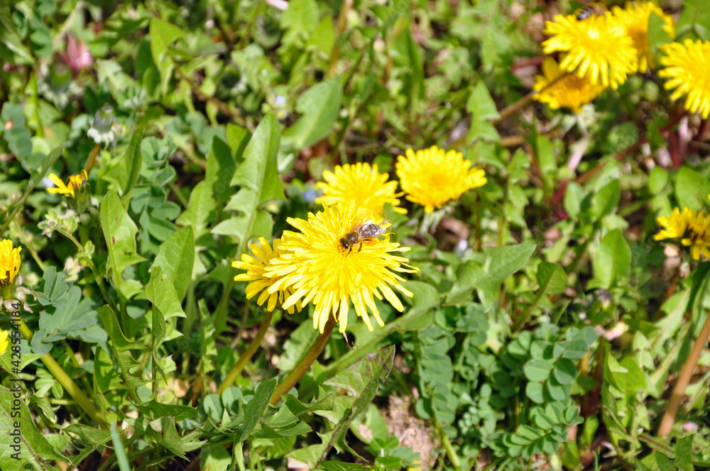 yellow dandelions on grass yellow dandelions on grass