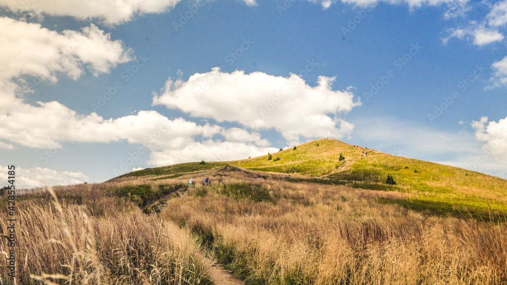 Fototapeta premium landscape with grass and sky