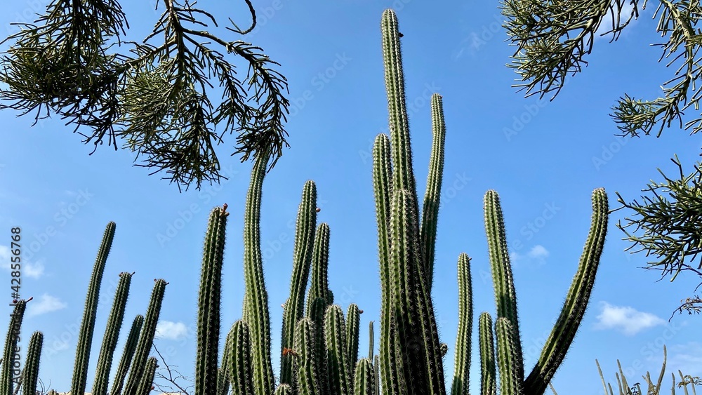Fototapeta premium Karibik Insel Aruba