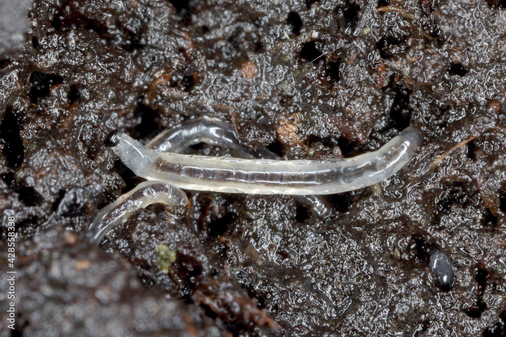 Larva of Darkwinged fungus gnat, Sciaridae on the soil. These are