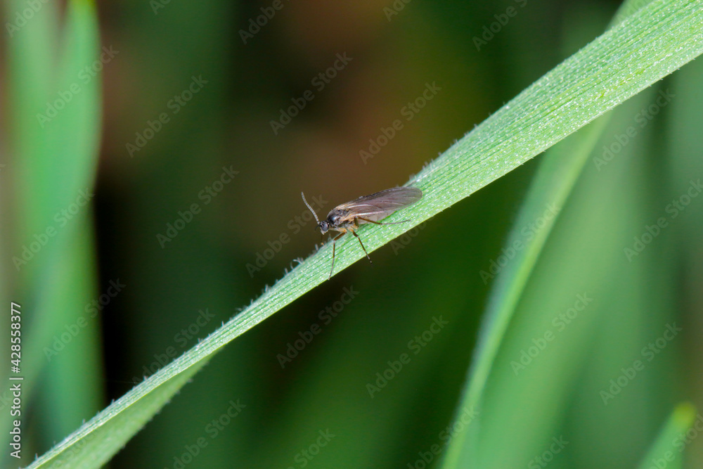 Adult of Dark-winged fungus gnat, Sciaridae on the soil. These are common pests that damage plant roots, are common pests of ornamental potted plants in homes Adult of Dark-winged fungus gnat, Sciaridae on the soil. These are common pests that damage plant roots, are common pests of ornamental potted plants in homes