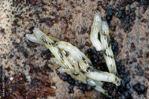 Larva of Dark-winged fungus gnat, Sciaridae on the soil. These are common pests that damage plant roots, are common pests of ornamental potted plants in homes photo