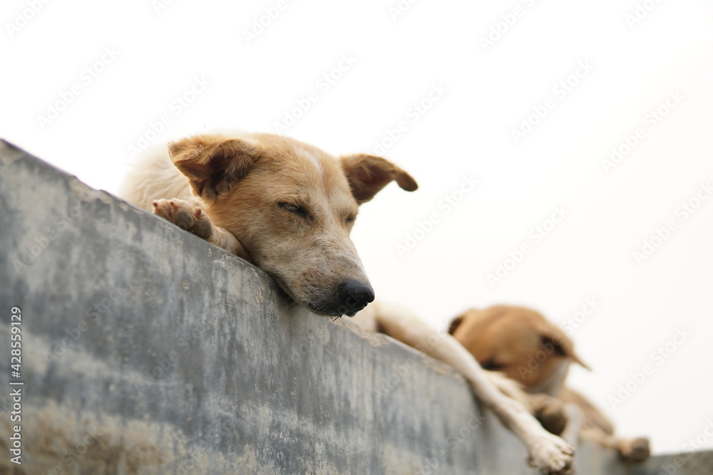 rescued street dogs are taking a nap