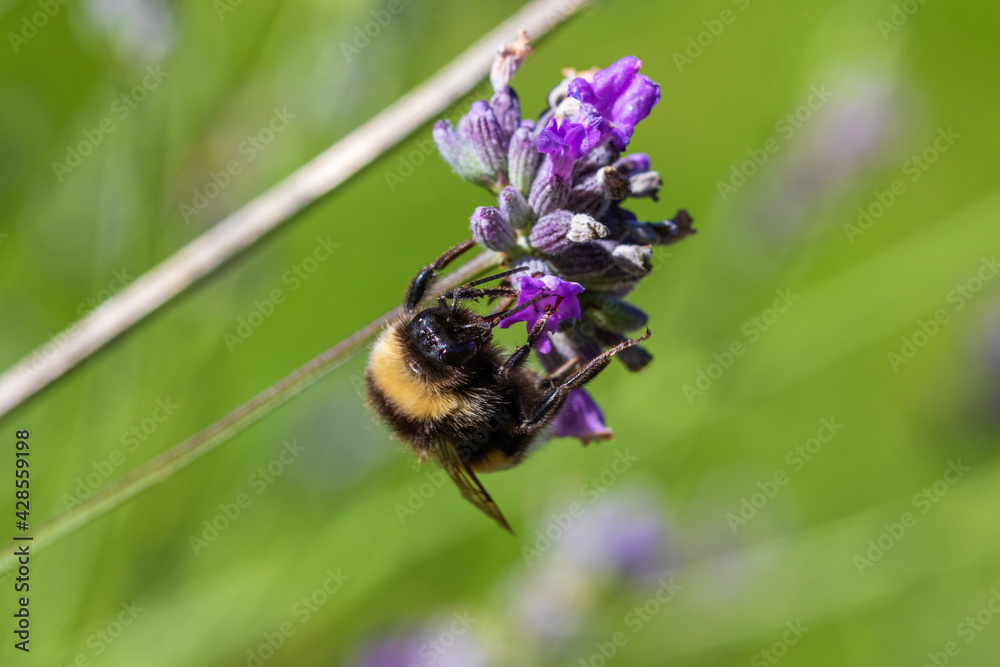 The bumbleebee on Lavandula (lavender) flower The bumbleebee on Lavandula (lavender) flower