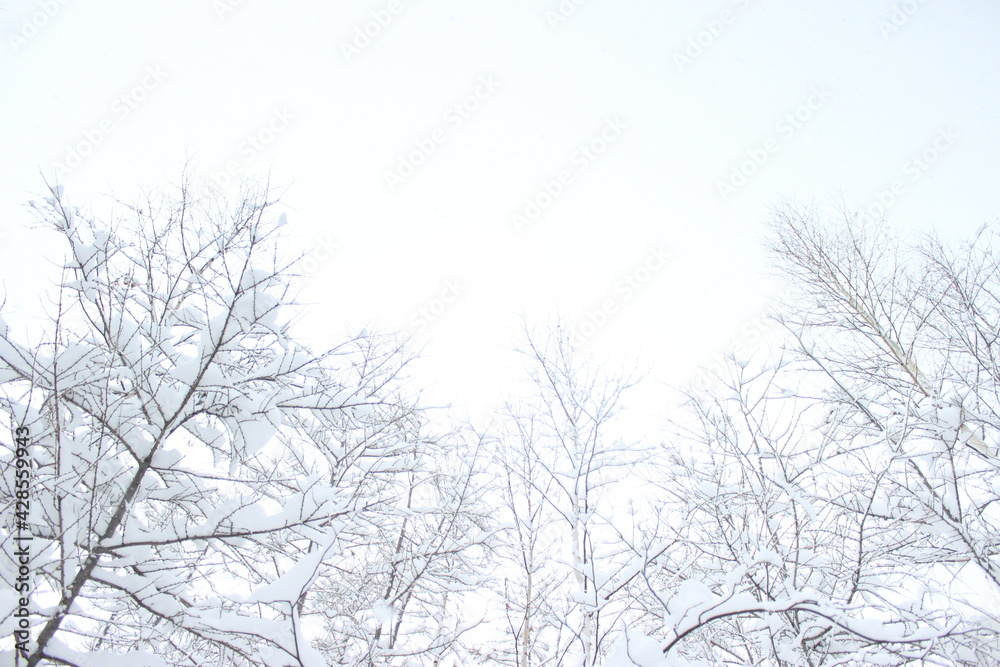 여행, 비에이, 일본, japan, Hokkaido, 눈, 쌓이다, 홋카이도, Hokkaido, winter, snow 여행, 비에이, 일본, japan, Hokkaido, 눈, 쌓이다, 홋카이도, Hokkaido, winter, snow