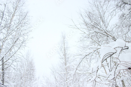                            japan  Hokkaido                                Hokkaido  winter  snow