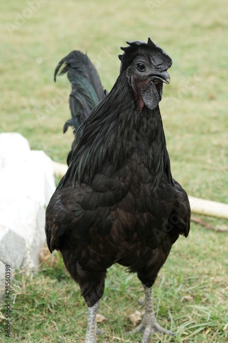 full body of Indian Kadaknath black chicken rooster photo