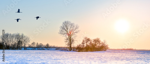 Common cranes fly at sunset in winter.