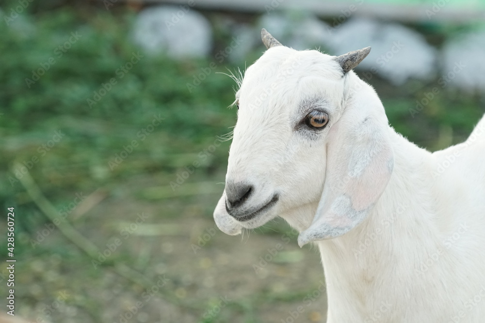 cute female baby goat in the farm house cute female baby goat in the farm house