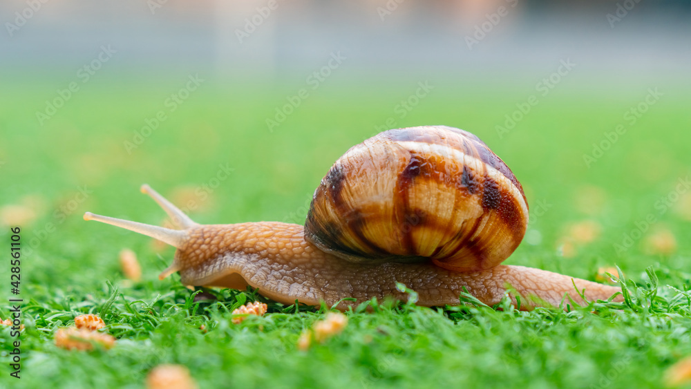 Snail on the green artificial grass. Animals Snail on the green artificial grass. Animals