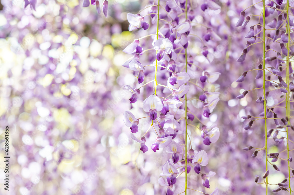 福岡県 黒木の大藤 藤の花 福岡県 黒木の大藤 藤の花