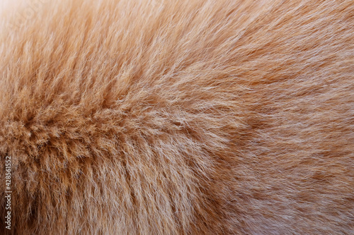 close up brown hair of dog texture