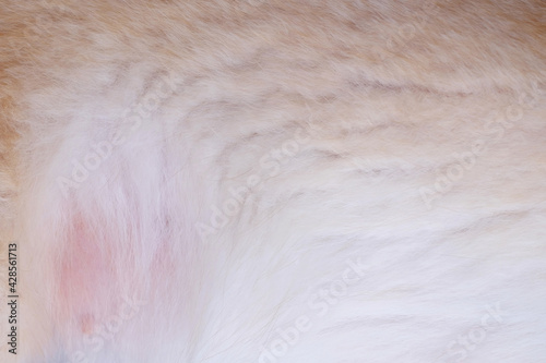 close up white hair of dog texture