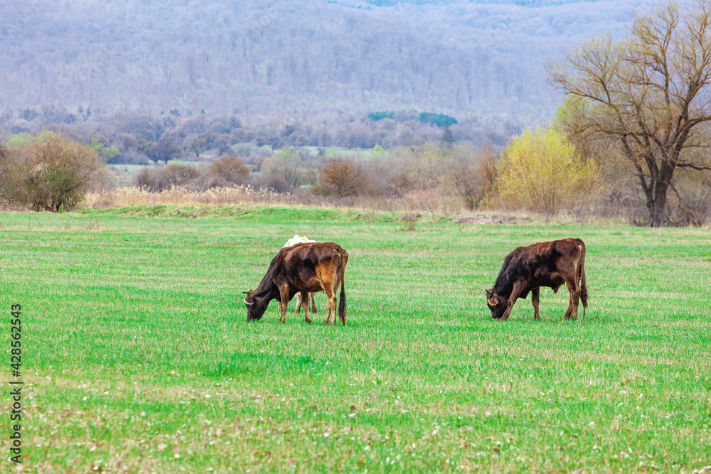 Grazing cows on pasture in nature, agriculture Grazing cows on pasture in nature, agriculture