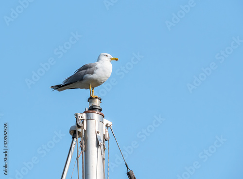 Sea gull standing on the mast of a ship in the harbour