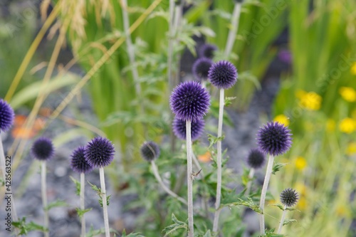 Southern globethistle