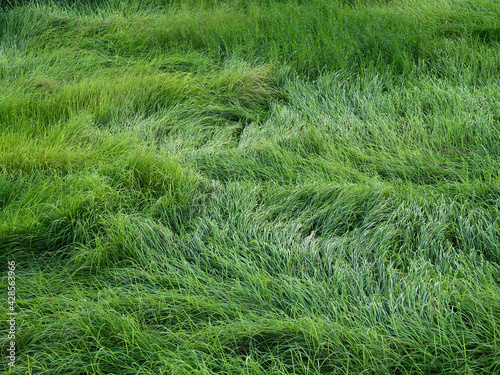 green grass tall in the meadow after storm