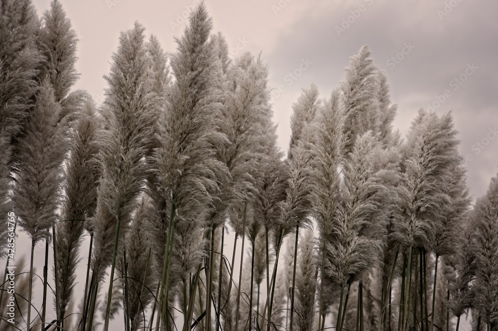 Obraz premium Pampas Grass