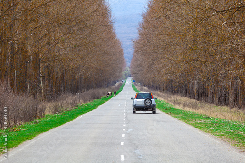 Fototapeta Naklejka Na Ścianę i Meble -  Automobile road among the trees, Georgia
