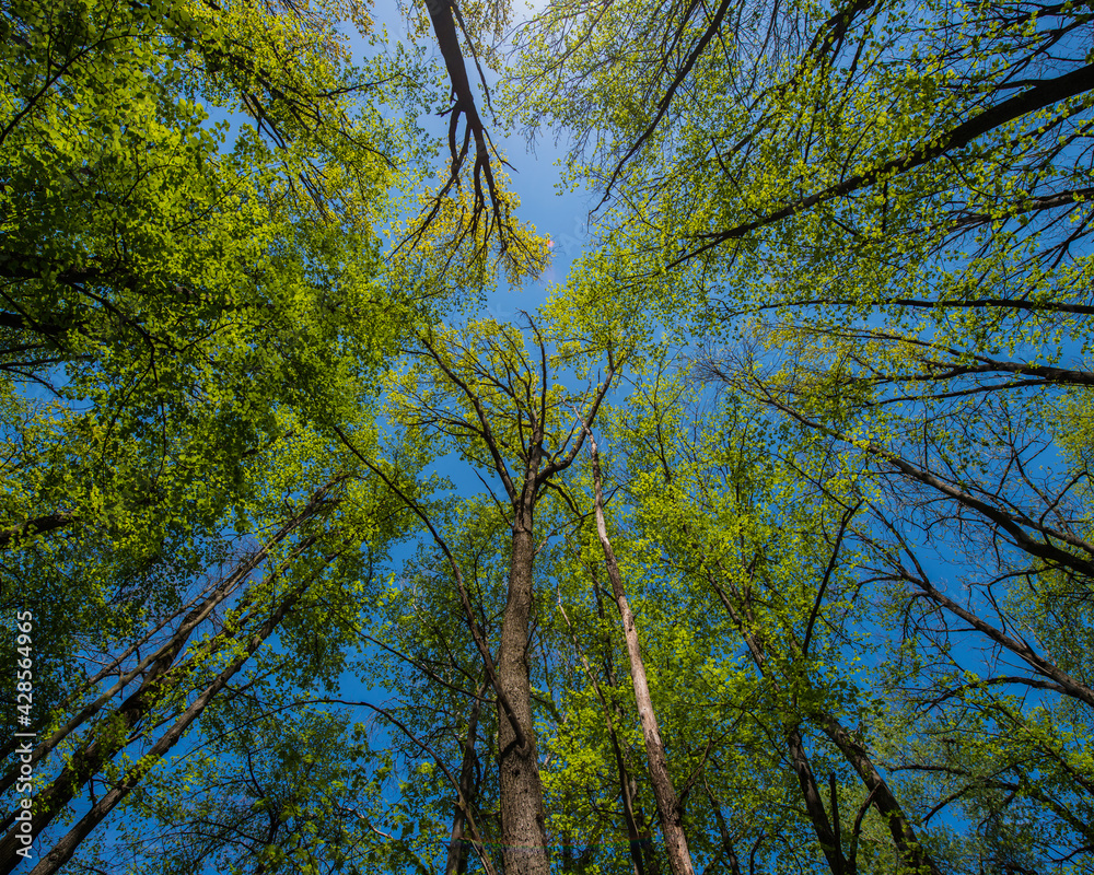 tops of tall trees covered with young green foliage against the blue sky. tops of tall trees covered with young green foliage against the blue sky.