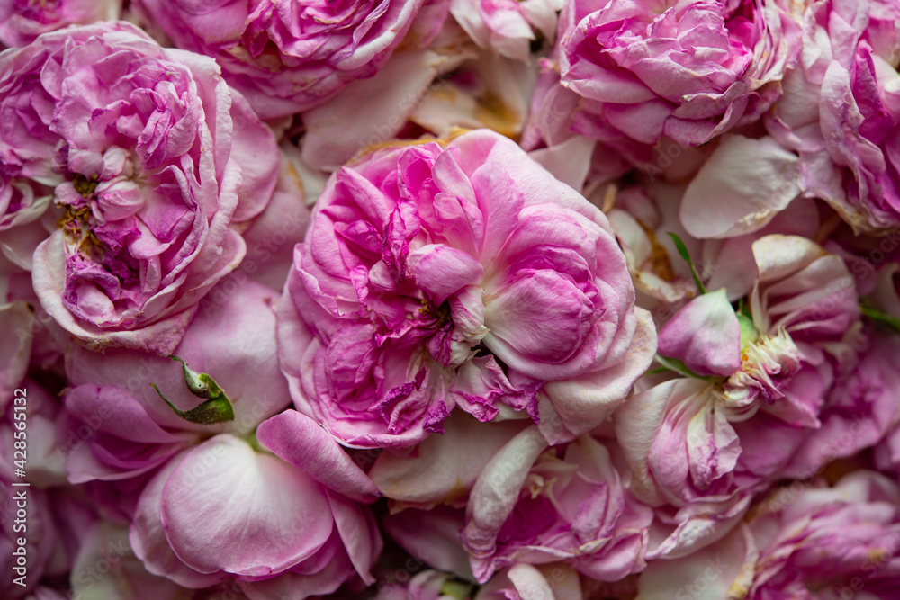 Tea rose petals are dried indoors. Tea rose petals are dried indoors.