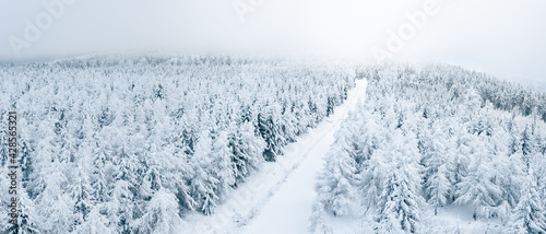 Fototapeta Naklejka Na Ścianę i Meble -  Snow-covered forest with a hiking trail, winter landscape in the Sudetes.