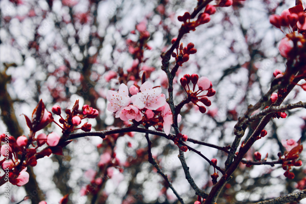 blossom blossom