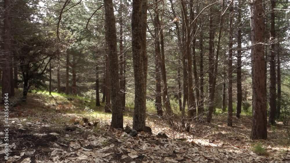 mountain in Sicily dirt road crosses mixed forest in Etna Park (pan and zoom in) mountain in Sicily dirt road crosses mixed forest in Etna Park (pan and zoom in)