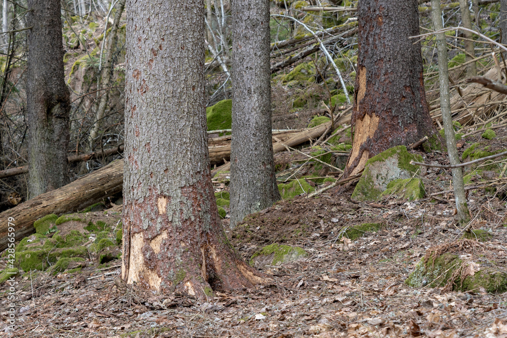 Old and dead trees in the forest.