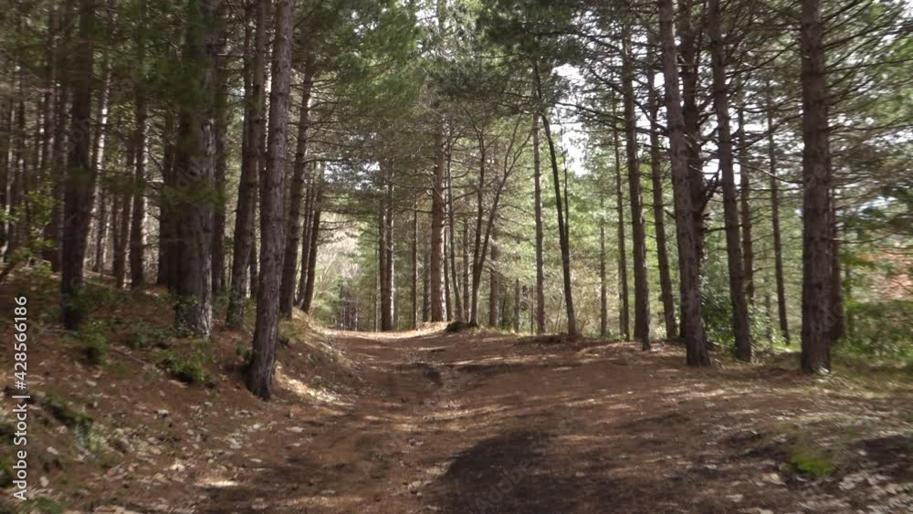 mountain in Sicily dirt road crosses pine forest in Etna Park (zoom in) mountain in Sicily dirt road crosses pine forest in Etna Park (zoom in)
