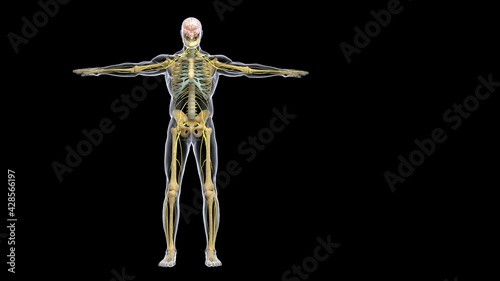 human muscle anatomy 3d illustration
