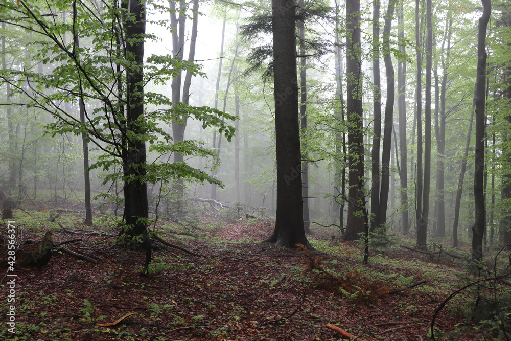 Fototapeta premium morning in the woods