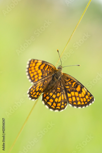 The heath fritillary (Melitaea athalia) with spread wings resting on a straw © Kersti Lindström