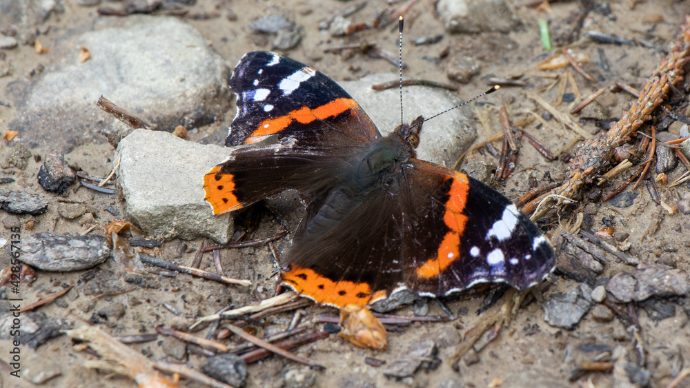 admiral butterfly admiral butterfly