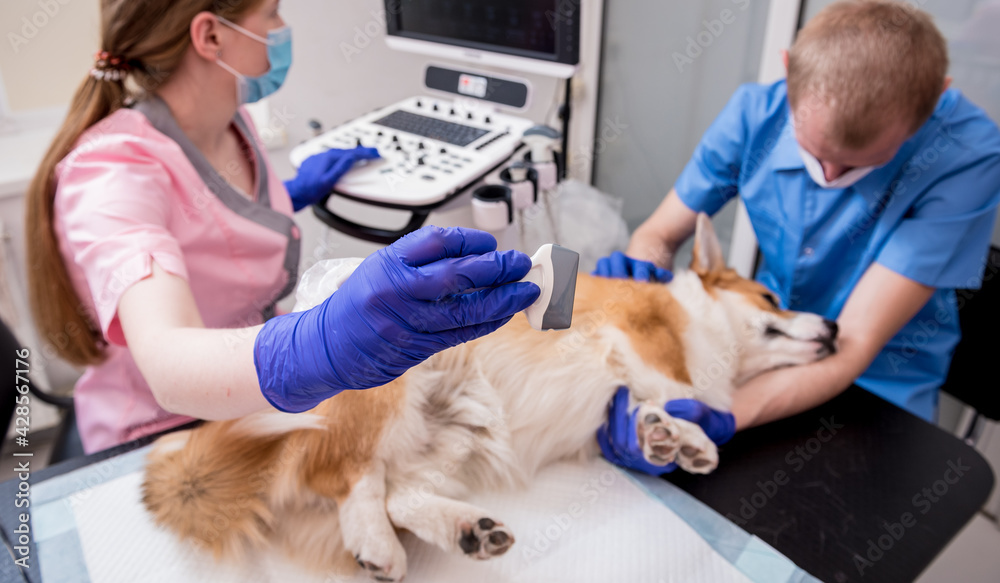 Veterinarian team examines the Corgi dog using ultrasound Veterinarian team examines the Corgi dog using ultrasound