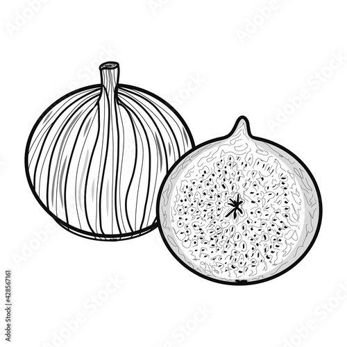 Contour fig icon. Creative illustration. Black sketch. Idea for decors, logo, patterns, papers, covers, gifts, summer and autumn holidays, organic food themes. Isolated vector art. Seasonal.