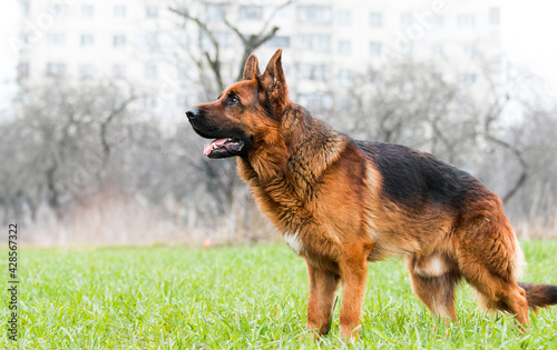 dog breed german shepherd stands sideways photo