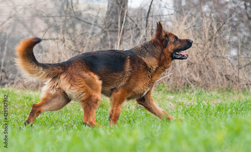 Fotografie, Obraz dog breed german shepherd walking